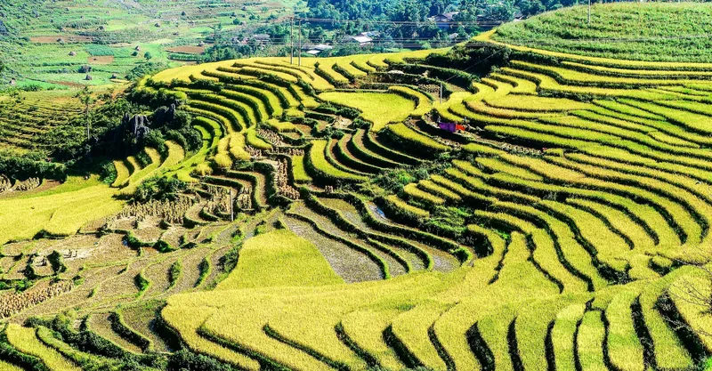 Những thửa ruộng bậc thang vàng óng uốn lượn trên sườn núi ở Hà Giang, Việt Nam.