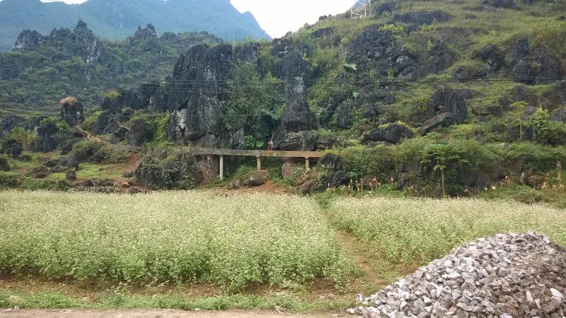 Ruộng hoa tam giác mạch nở rộ dưới chân núi đá tai mèo ở Hà Giang.
